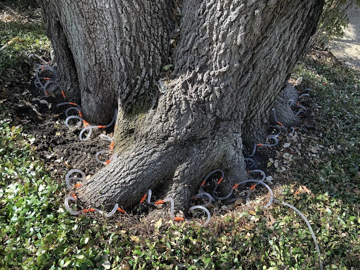 Detailed Tree Cabling and Bracing job site in Carney