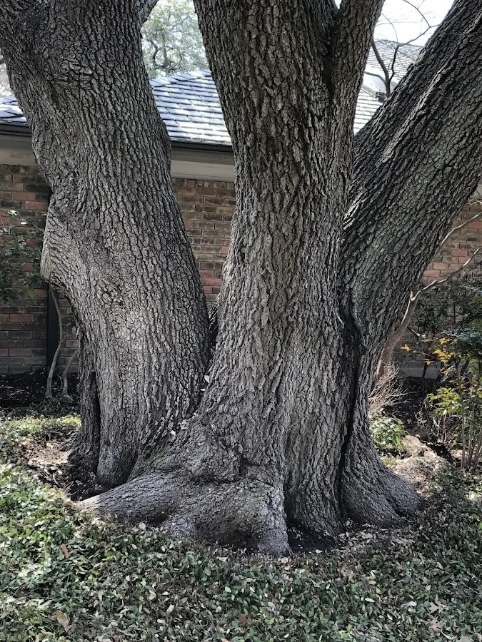 Mature heritage tree close to a Carney property cared for by certified arborists